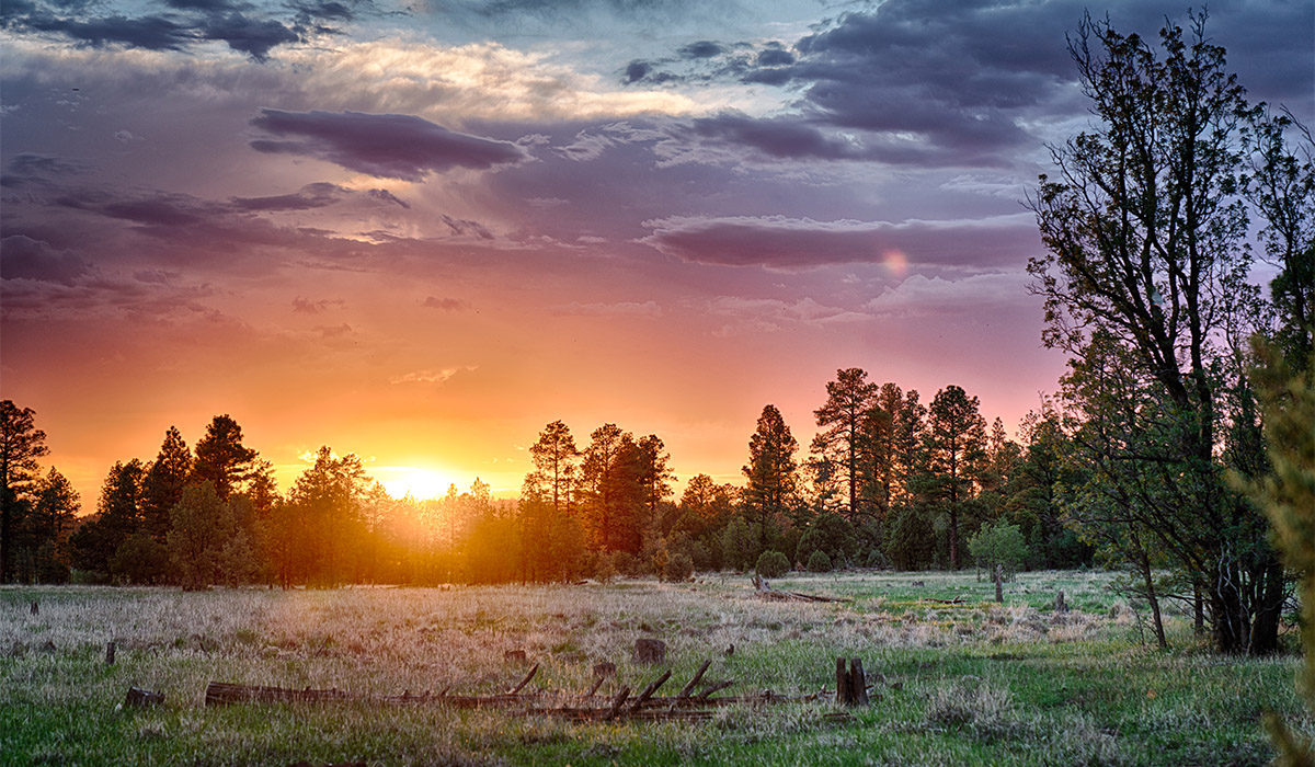 Sunset over the Forest
